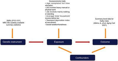 Causal effects of socioeconomic traits on frailty: a Mendelian randomization study